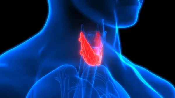 사람의 Thyroid Gland Anatomy 만든다 Illustration — 스톡 사진