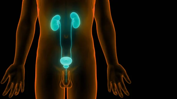 Urinary System Kidneys Anatomy — Stok fotoğraf