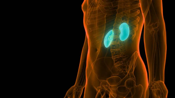 Sistema Urinário Anatomia Dos Rins — Fotografia de Stock