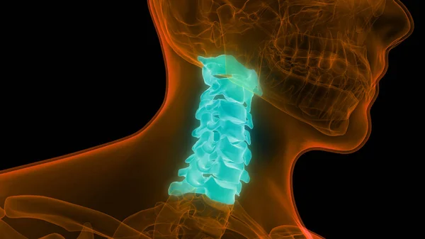 Anatomia Del Midollo Spinale Vertebre Cervicali Illustrazione — Foto Stock