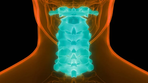 Spinal cord Anatomy (Cervical vertebrae). 3D - Illustration