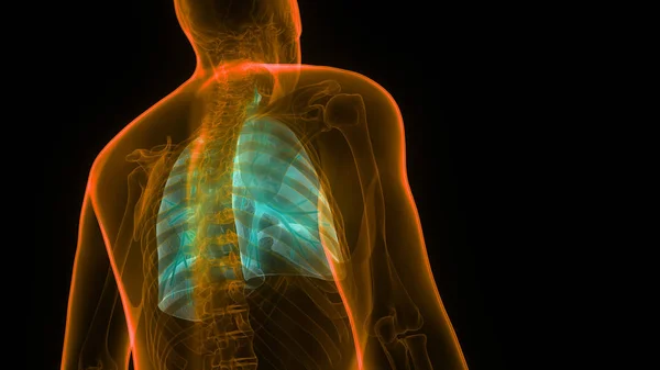 Anatomie Pulmonaire Système Respiratoire Humain — Photo