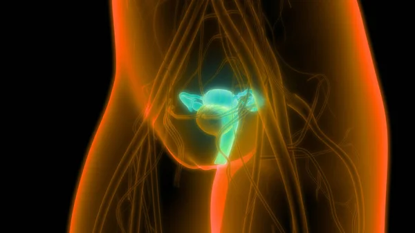 Kadın Üreme Sistemi Anatomisi Boyut — Stok fotoğraf
