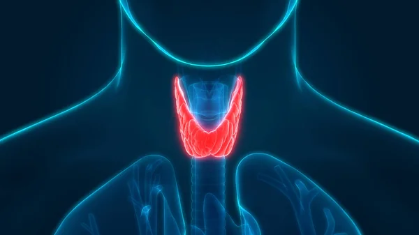 Menselijke Lichaamsklieren Schildklier Anatomie Illustratie — Stockfoto