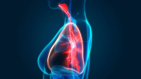 Sistema Respiratório Humano Anatomia Pulmonar — Fotografia de Stock