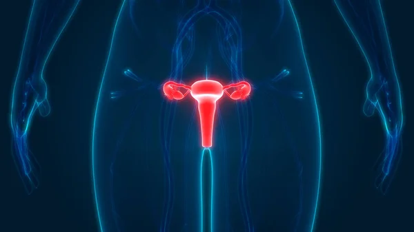 Anatomía Del Sistema Reproductivo Femenino — Foto de Stock