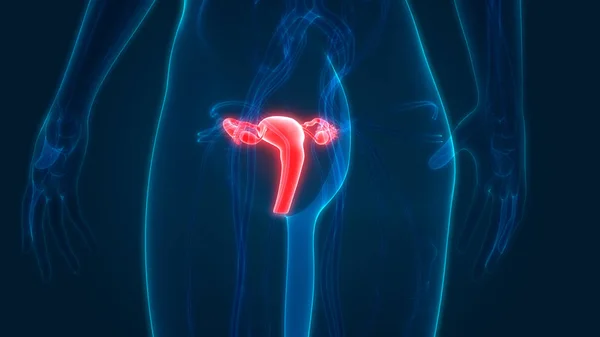 Anatomie Ženského Reprodukčního Systému — Stock fotografie