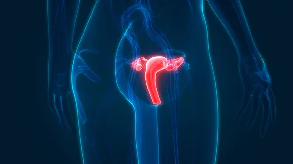 Anatomie Ženského Reprodukčního Systému — Stock fotografie