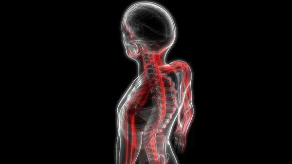 Anatomie Van Het Menselijk Zenuwstelsel Illustratie — Stockfoto