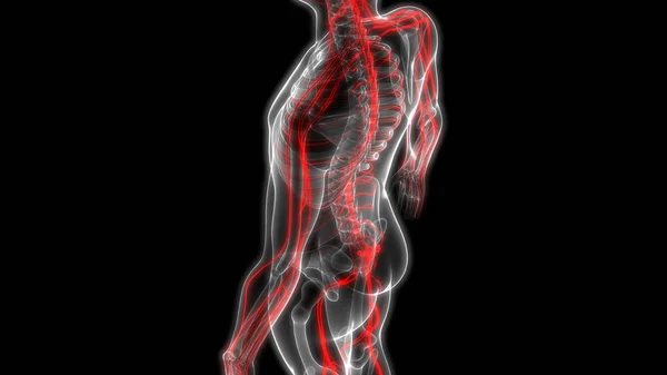 Människans Nervsystems Anatomi Illustration — Stockfoto