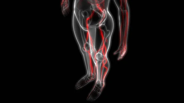 Anatomie Des Menschlichen Nervensystems Illustration — Stockfoto