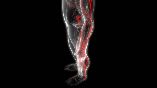 Anatomia Ludzkiego Układu Nerwowego Ilustracja — Zdjęcie stockowe