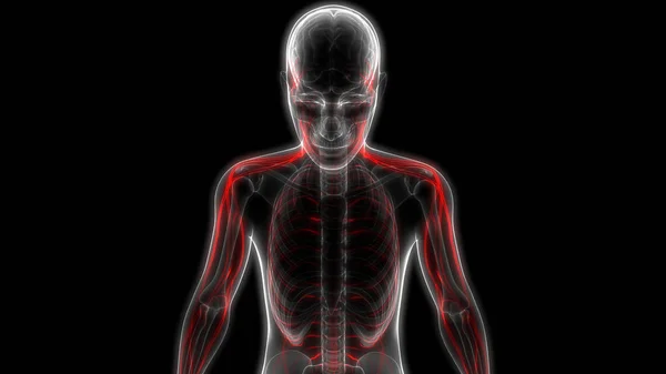 Anatomia Del Sistema Nervoso Umano Illustrazione — Foto Stock