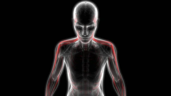 Anatomia Ludzkiego Układu Nerwowego Ilustracja — Zdjęcie stockowe