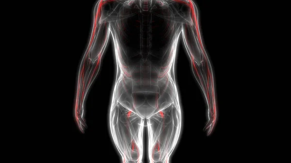 Emberi Idegrendszer Anatómiája Illusztráció — Stock Fotó