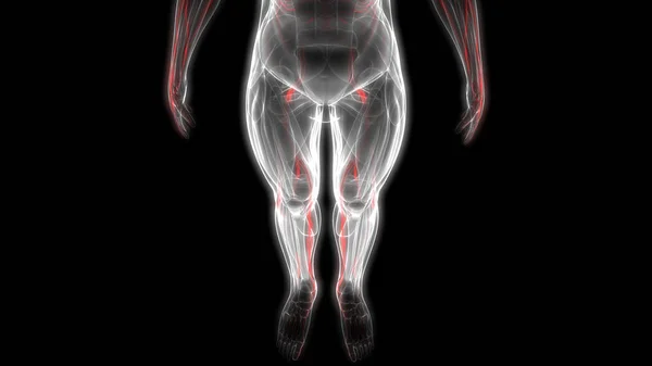 Anatomía Del Sistema Nervioso Humano Ilustración —  Fotos de Stock