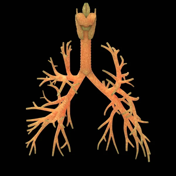 Anatomie Pulmonaire Système Respiratoire Humain — Photo