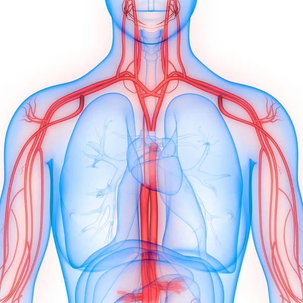 Anatomie Van Het Menselijk Zenuwstelsel Illustratie — Stockfoto