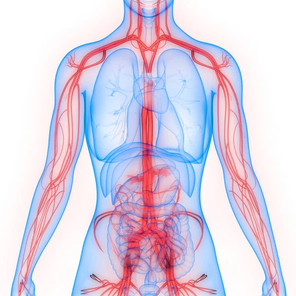 Human Nervous System Anatomy. 3D - Illustration