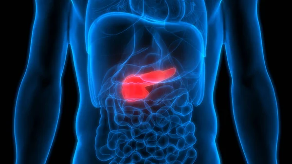 Nsan Sindirim Organı Pankreası Anatomisi Görüntü — Stok fotoğraf