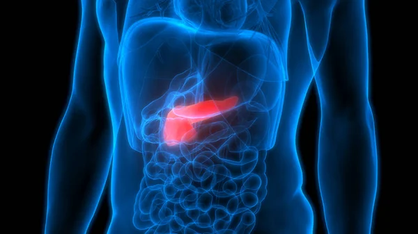 Anatomia Pancreasului Digestiv Uman Ilustrație — Fotografie, imagine de stoc