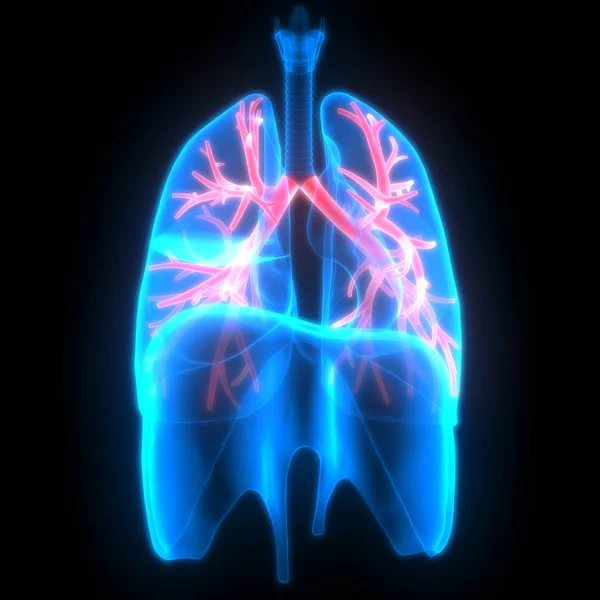 Anatomia Polmonare Del Sistema Respiratorio Umano — Foto Stock