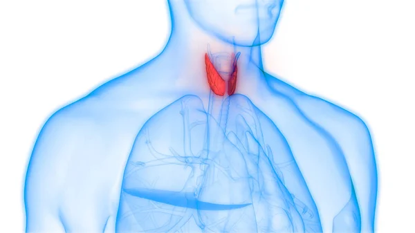 Людський Організм Glands Thyroid Gland Anatomy Ілюстрація — стокове фото