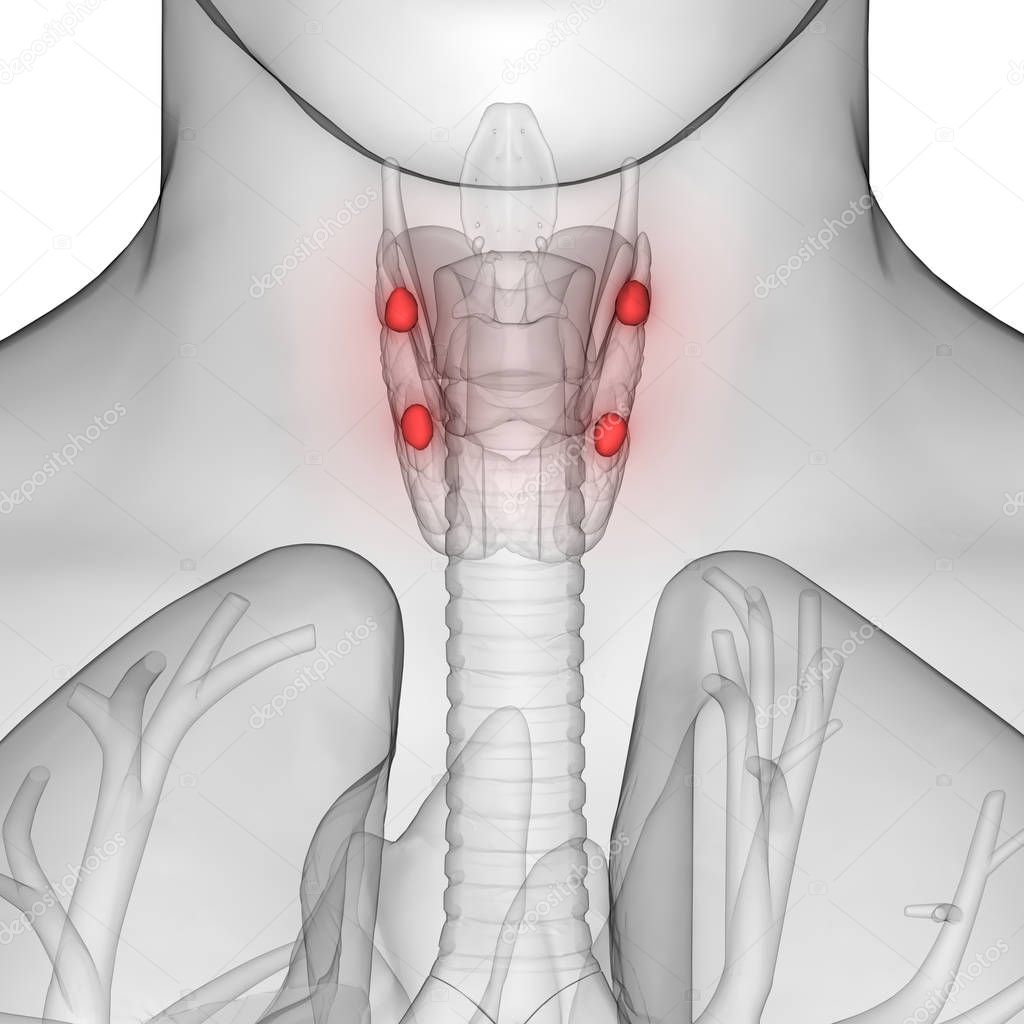 Human Body Glands Thyroid Gland Anatomy. 3D - Illustration