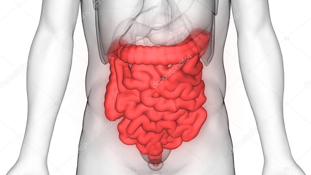 Human Digestive System Large and Small Intestine Anatomy View. 3D 