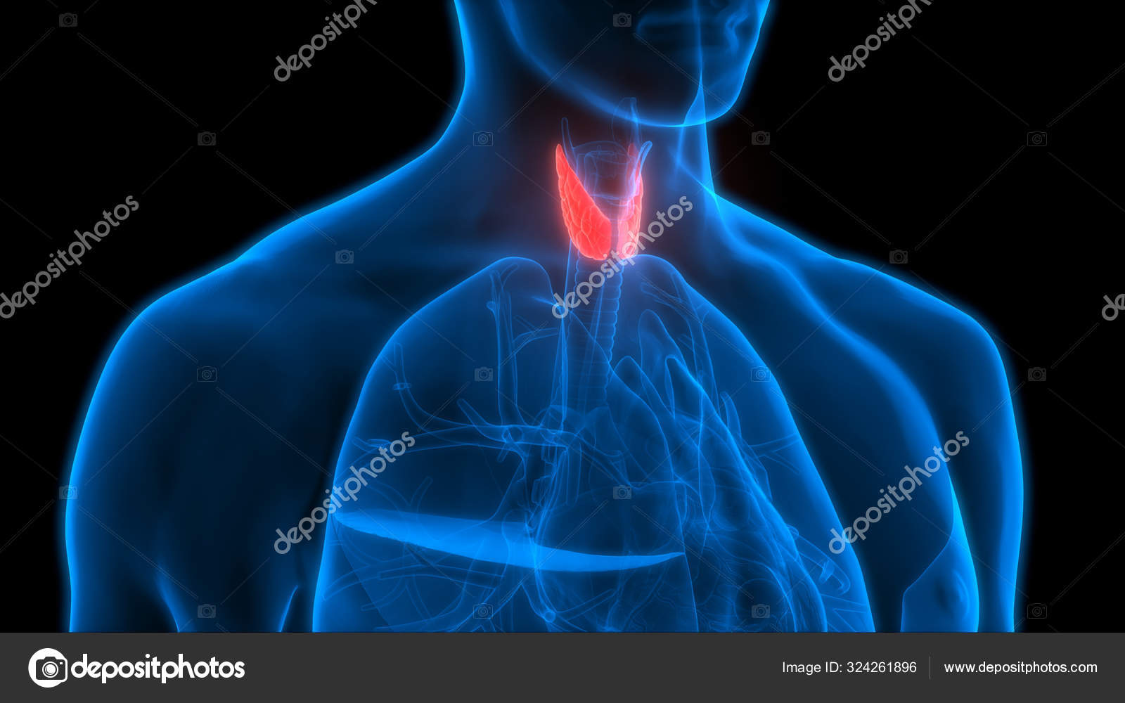 Human Body Glands Thyroid Gland Anatomy Inglés Ilustración fotografía