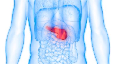 İnsan İç Sindirim Organı Pankreası Anatomisi. 3D - Görüntü