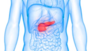 İnsan İç Sindirim Organı Pankreası Anatomisi. 3D - Görüntü
