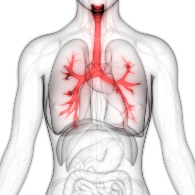 İnsan Solunum Sistemi Akciğerleri Anatomisi. Üç Boyut 