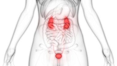 İdrar torbası anatomisi olan insan böbrekleri. Üç Boyut