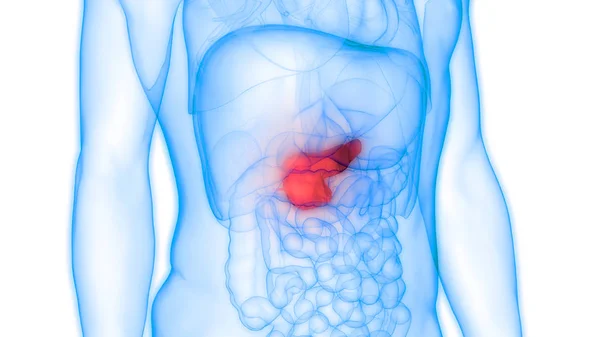 Anatomia Del Pancreas Dell Organo Digestivo Interno Umano Illustrazione — Foto Stock