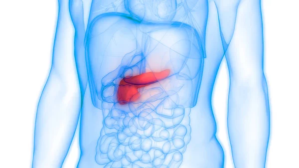 人間の内部消化器官膵臓の解剖学 イラスト — ストック写真
