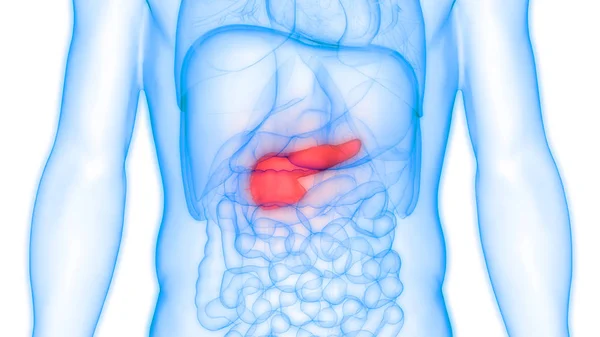 Organe Digestif Interne Humain Pancréas Anatomie Illustration — Photo