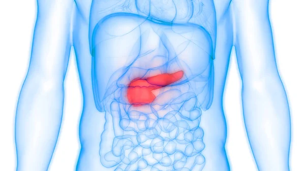 Ludzkie Narządy Trawienne Anatomia Trzustki Ilustracja — Zdjęcie stockowe