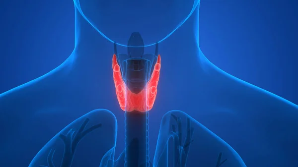 Emberi Test Mirigyek Pajzsmirigy Gland Anatómia Illusztráció — Stock Fotó