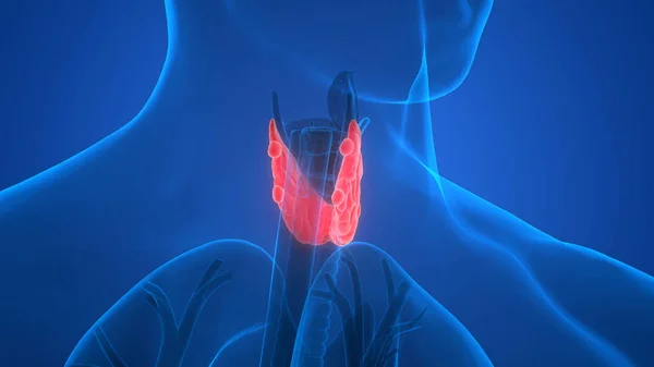 Emberi Test Mirigyek Pajzsmirigy Gland Anatómia Illusztráció — Stock Fotó