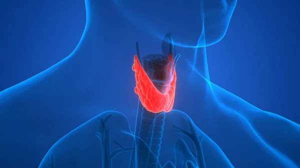 Emberi Test Mirigyek Pajzsmirigy Gland Anatómia Illusztráció — Stock Fotó