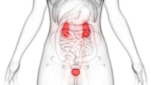 Sistema Urinário Humano Rins Com Anatomia Bexiga — Fotografia de Stock