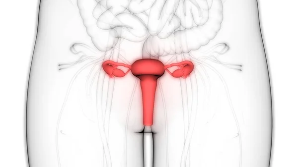 女性生殖系统解剖 — 图库照片