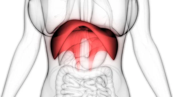 Anatomía Del Diafragma Del Sistema Respiratorio Humano Ilustración —  Fotos de Stock
