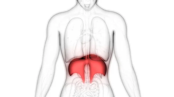 Anatomie Diaphragme Respiratoire Humain Illustration — Photo