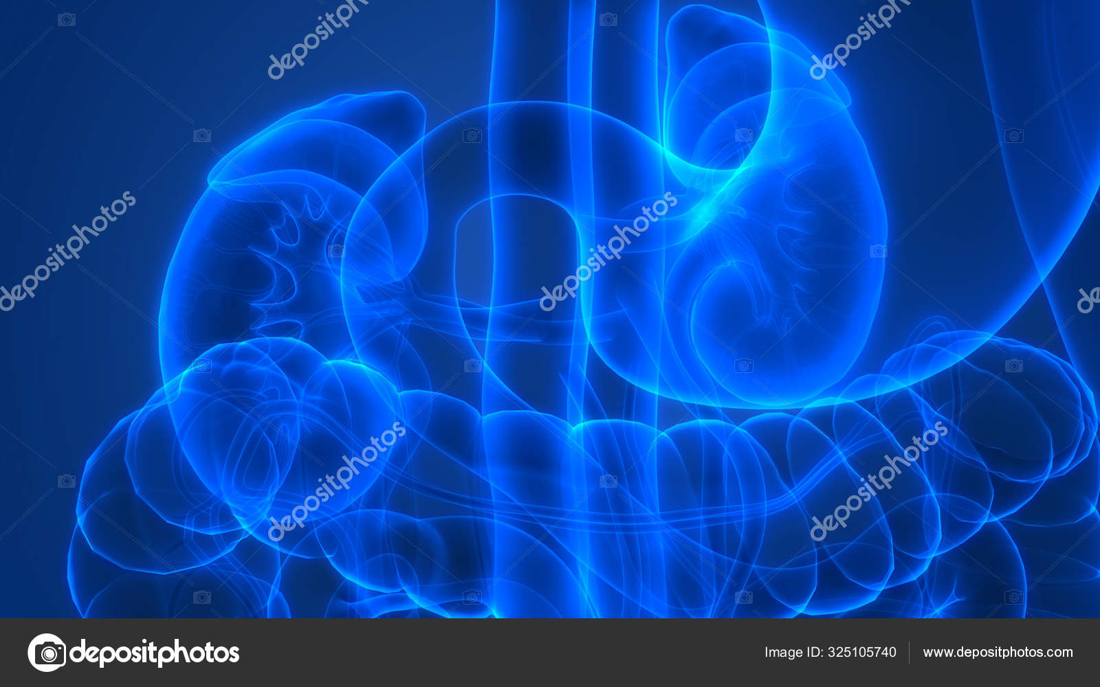 Human Urinary System Kidneys Bladder Anatomy Stock Photo by ©magicmine