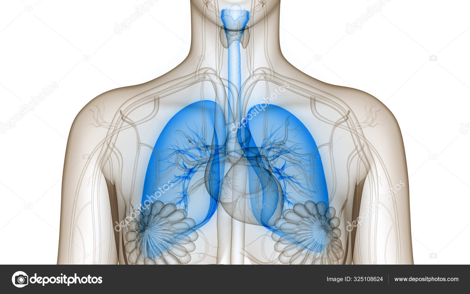 Anatomie Der Lungen Des Menschlichen Atemsystems Stockfotografie Lizenzfreie Fotos C Magicmine 325108624 Depositphotos