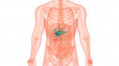 Anatomie lidských vnitřních trávicích orgánů ve slinivce břišní. 3D - ilustrace
