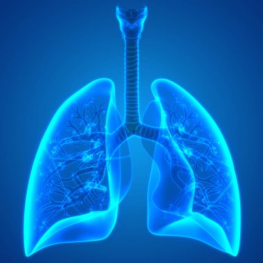 İnsan Solunum Sistemi Akciğerleri Anatomisi. Üç Boyut 