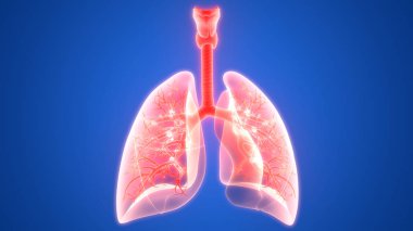 İnsan Solunum Sistemi Akciğerleri Anatomisi. Üç Boyut 